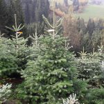 Nur die schönsten Tiroler Christbäume wurden für den Verkauf etikettiert und im Mondzeichen geerntet